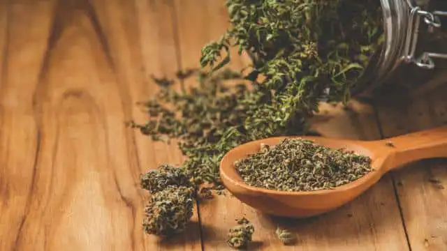 cannabis license solutions