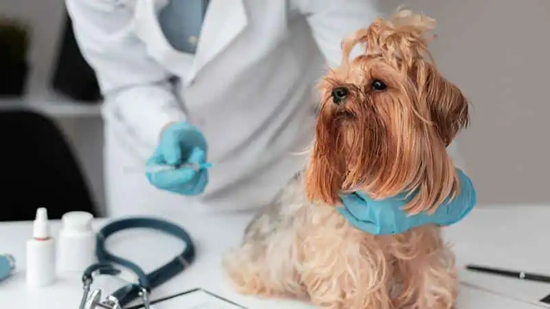veterinary health products canada