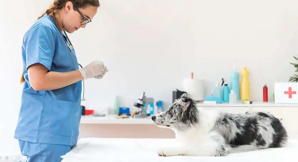 Veterinary Health Products Compliance VHP in Canada