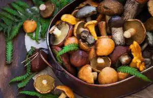 Natural Health Product Regulations