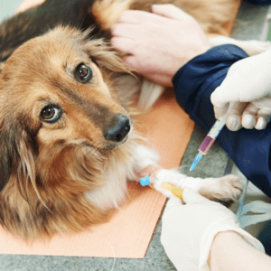 Veterinary Health Products in Canada