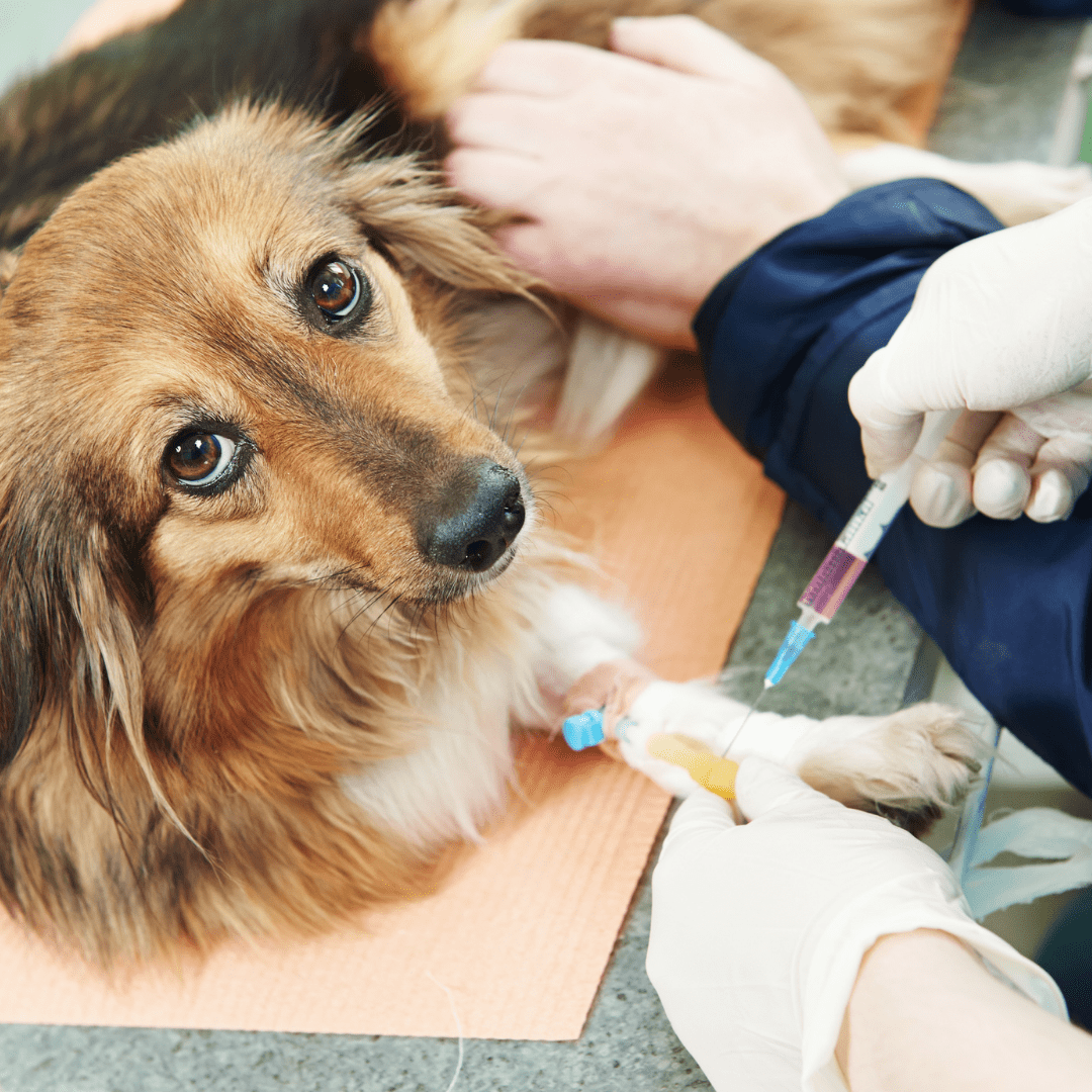 Veterinary Health Products in Canada