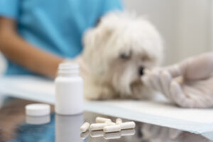 A veterinarian giving a pet multivitamins, representing compliance with Canadian veterinary health product (VHP) regulations.