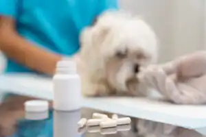 A veterinarian giving a pet multivitamins, representing compliance with Canadian veterinary health product (VHP) regulations.