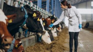 GRAS process comparison for human food and animal feed