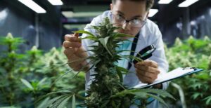 Cannabis facility professional reviewing GMP GPP and GACP compliance documentation