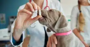 Veterinary health product registration in Canada for pet health companies