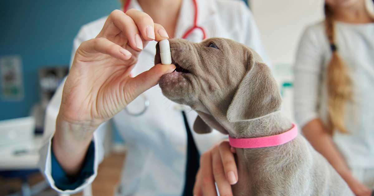 Veterinary health product registration in Canada for pet health companies