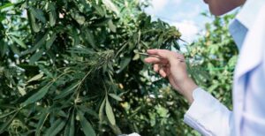 Cannabis testing laboratory analyst reviewing documentation
